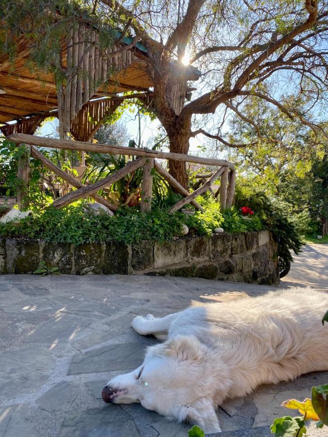 Agriturismo L'Olivara Piano di Sorrento Exterior photo